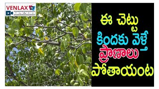 ఈ చెట్టు కిందకి వెళితే ప్రాణాలు పోతాయి | The manchineel tree, Dangerous in the world |Dangerous Tree