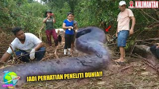 Ular Raksasa Nabau Jadi Perhatian Dunia!! Peneliti Temukan Jejak Ular Raksasa di Hutan Kalimantan...