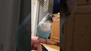 ボタンインコのたいちゃん！鳴き声、チュル！          #shorts