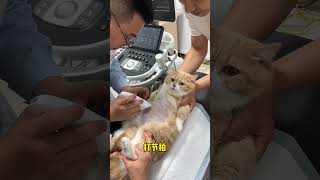 小猫刚剃完毛的肚皮！ 手感谁能懂？？记录猫咪日常