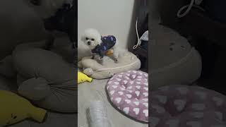 양말신은 #귀여운강아지 뒤뚱뒤뚱 낑낑🤪 #귀여운 #구찌 #cute #dog #강아지 #멍멍이