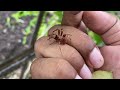 beautiful predator master of disguise in the world of insects