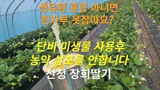 단비미생물  사용 : 병해충(pf1),뿌리발근(pf2)2회 관주 산청 장희딸기 생육상