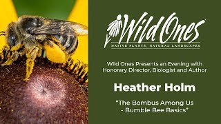 Wild Ones Presents The Bombus Among Us - Bumble Bee Basics by Honorary Director Heather Holm