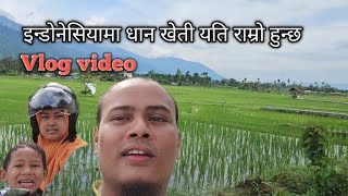 My vlog video ll इन्डोनेसियामा धान खेती यति राम्रो हुन्छ