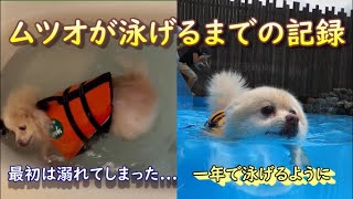 【犬が泳げるようになるまで】泳ぎを知らなかったポメラニアンのムツオ（当時７才♂）。一年間の努力の末、ドッグプールで泳げるようになるまでの小さな記録【ムツオの努力編】