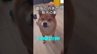 【爆笑】朝からお母さんに文句を言う喋る柴犬　#柴犬 #犬　#かわいい #しゃべる犬 #shorts