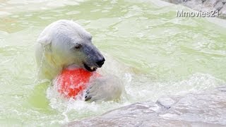 デナリスイッチ オン！浮き球遊び~Polar Bear is playing