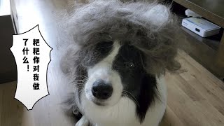 边牧：爸爸你对我做了什么！—border collie Mia