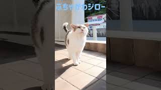 ぶちゃかわジロー君‼️強烈な猫パンチ炸裂 Ferocious cat #shorts