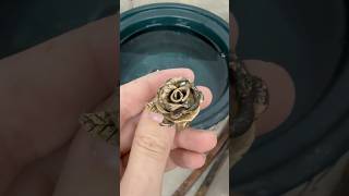 Molding and casting flower rings 🌹#jewelrymakingprocess #lostwaxcasting