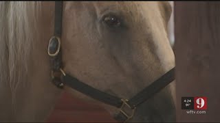 Video: Horses therapy program for veterans earns international accreditation