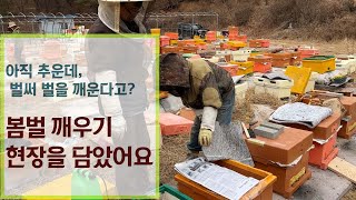 #봄벌깨우기 #양봉준비작업 #진드기 방제 입춘과 우수 사이에 아직 날씨가 추운데 벌을 깨운다고? 봄벌깨우기의 개념과 방법 등을 현장의 영상과 함께 간략하게 요약했습니다