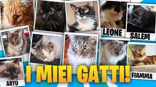 VI PRESENTO TUTTI I MIEI GATTI E LA LORO STORIA!