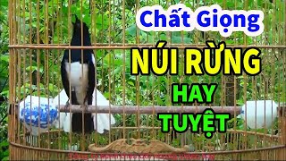 Choè than hót đấu giọng rừng CỰC SUNG Chòe Than Hót Giọng Rừng Kích Trống Căng Lửa hót | choe than