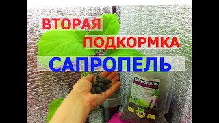 ЖИДКАЯ подкормка из САПРОПЕЛЯ для рассады