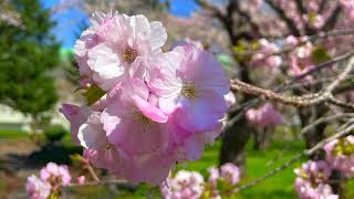 【今年の春はおうちで花見‼】絶景‼森町の桜を紹介‼