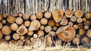 Produire des arbres plus solides pour l'industrie forestière – Jean Bousquet, Université Laval