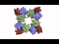 The calcium pathway in heart muscle cells opens and closes to regulate heart beat