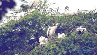 Nelapattu Bird Sanctuary - నేలపట్టు పక్షి సంరక్షణా కేంద్రం