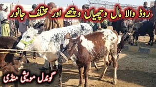 Different Animals Latest Prices On Gondal Maweshi Mandi Road || My Life Channel