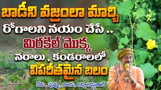 బాడీని వజ్రంలా మార్చిరోగాలని నయం చేసే ..మిరకిల్ మొక్క నరాలు , కండరాలలో విపరీతమైన బలం | Dr. Ravivarma