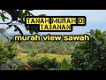 tanah murah view sawah di tabanan bali