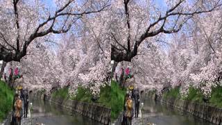 2012.04.07 岩倉市 五条川の桜 3D