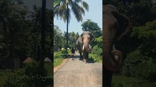 പതിവ് വഴിയടി❤️ /Madhurapuram Kannan /#shorts /#elephant gallery /Please Subscribe