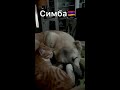 Дружба Волкодава с Котом🐈Наш Выпускник СИМБА gampr животные dog like