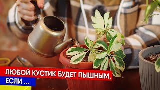 Любой кустик будет пышным,  если ...