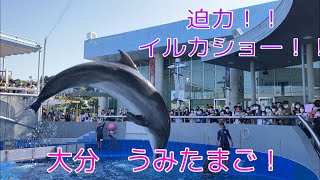 【子供　興奮　うみたまごイルカショー】大興奮の大分水族館うみたまごイルカショー　FullVer