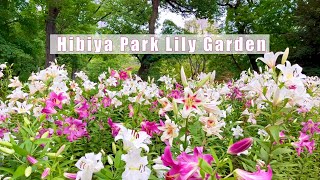 Tokyo Metropolitan Hibiya Park Lily Garden | #hibiyapark | #lily | #日比谷公園