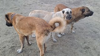 Çoban Sürü Köpeklerinde Karakter Boydan Daha Önemlidir !