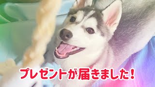 初めてのプレゼントに笑顔弾けるシベリアンハスキーの子犬