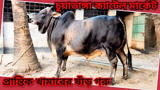 @সৌখিন খামারি ফয়সাল ভাই|| সীমান্ত ইউনিয়ন, নতুন গ্রাম, জীবননগর, চুয়াডাঙ্গা।