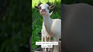 الماعز وهو بيقول اسم وائل 🐐🤷🏼‍♂️ |Momen wael