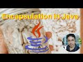 Encapsulation in Java | OOP Fundamentals | Java Tutorial for Beginners