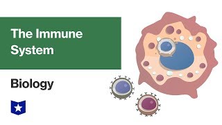 The Immune System | Biology