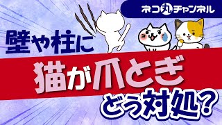 猫の爪とぎで家中傷だらけ。猫にどうしつけしたらよいのか？方法を解説