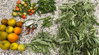 America 🇺🇸 Indian Flavors with Fresh Veggies from my Organic Backyard Garden #trending #youtube #yt