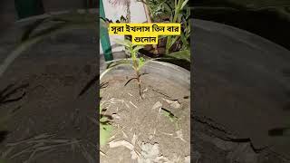 আল্লাহর কি রহমত এই ছোট গাছ টায় কলি আসছে🤲#masallah #alhamdulillah #viralvideo #sortvideo