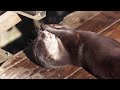 チョキとおなじみすべすべの石_市川市動植物園_20131124b