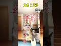 【とある日の出来事！】共感できるはず！ 猫ミーム cat 猫 ねこ 子猫 ネコ 猫マニ 動物 おもしろ 面白 new 最新 コンビニ 可愛い 癒し shorts short