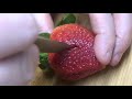 完美草莓装饰切法 cut strawberry for decoration