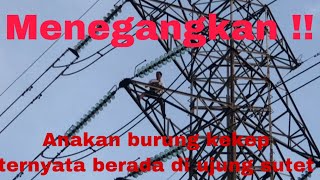 pencarian anakan burung kekep babi PART4 YANG INI LEBIH BAHAYA KARNA ANAKAN BURUNG DIUJUNG SUTET