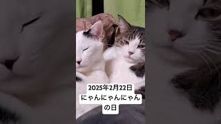 2025年2月22日にゃんにゃんにゃんで【ねこの日】🐾