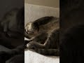 朝.. 気持ち良さそうにソファーで眠る猫… cat 保護猫 ＃風の猫＃さっちゃん