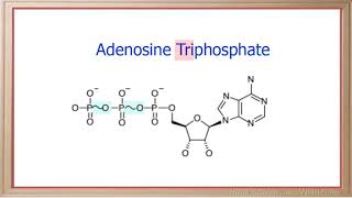 WCLN - Nucleic Acids - Biology