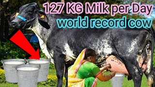 girlando cow || world high milk record 127+kG per day @asmarwithvet